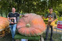 Dynia ”Renia” ważąca 918 kg