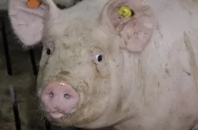 483676