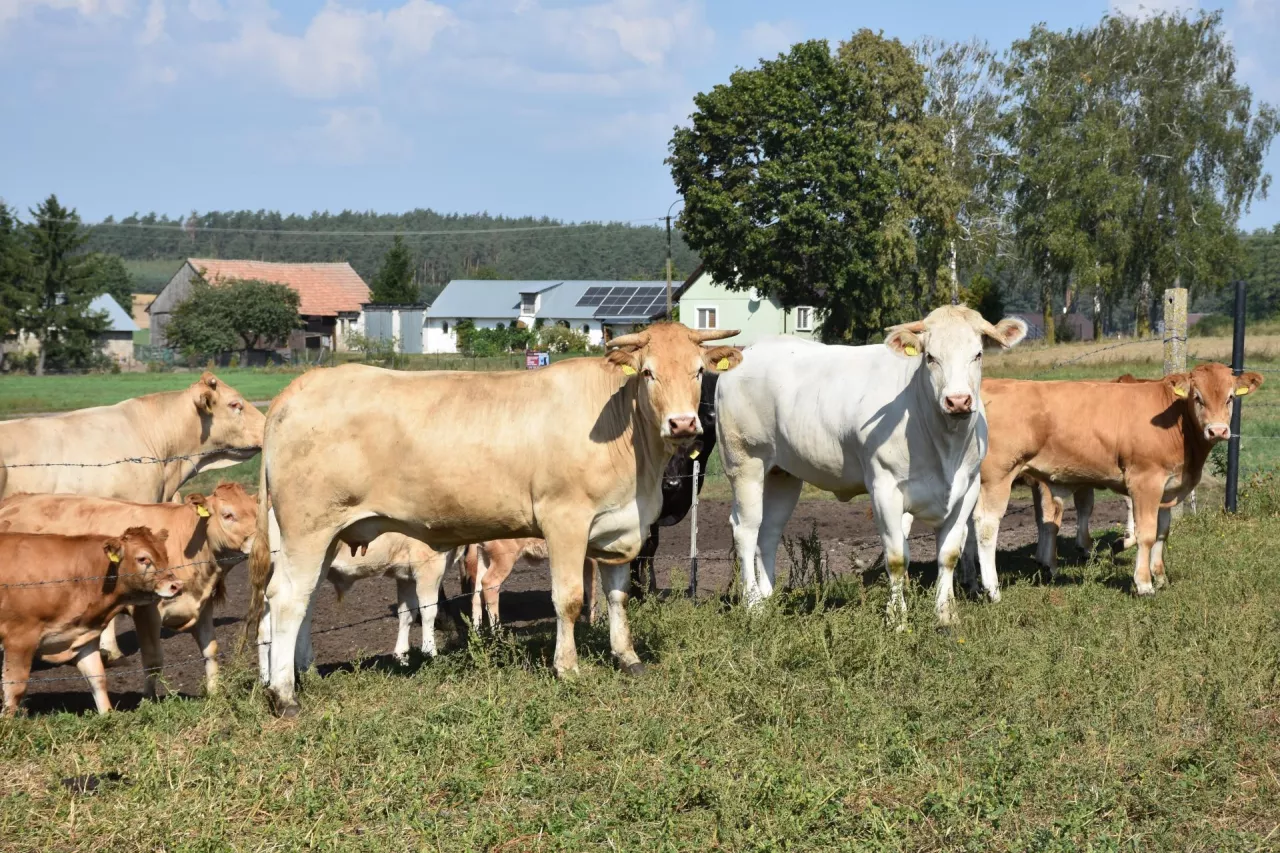 Jedna z krów rasy blonde d'aquitaine o wyjątkowo jasnym umaszczeniu niemalże biała, a druga o umaszczeniu bardziej typowym dla tej właśnie rasy