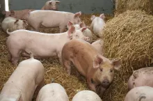 świnie na głębokiej ściółce
