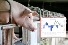 Ceny świń wciąż niskie, ale szykuje się zwrot? PKO BP wskazuje, kiedy mogą wzrosnąć