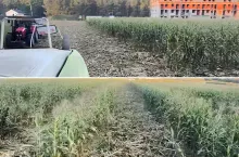 Dziki zniszczyły rolnikowi ponad 1,5 ha uprawy kukurydzy