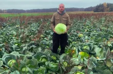 Kamil Zakrzewski sprzedaje kapustę prosto z pola, zarówno w główkach, jak i poszatkowaną