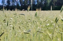 NGT w rolnictwie. Kto skorzysta, a kto zapłaci więcej za materiał siewny?