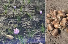 po lewej kwiaty szafranu, po prawej sadzonki szafranu