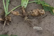 Grube narośla w późniejszym etapie (wiosennym) rozwoju kiły kapusty 
