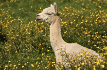 alpaka leży na pastwisku