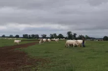bydło na pastwisku
