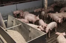 Bezpieczeństwa żywnościowego nie można oceniać wyłącznie na podstawie wielkości krajowej produkcji