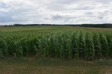 Z cudzego pola zrobili sobie plac zabaw. Rolnikowi zostawili rachunek na 3 tys. zł