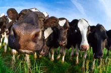funny cow nose close up outdoos in summer