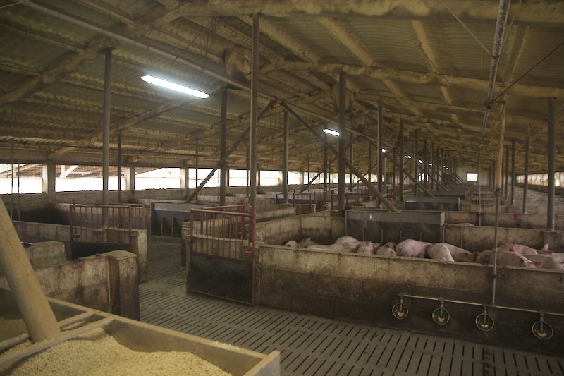 W chlewni stoi ok. 2200 świń.