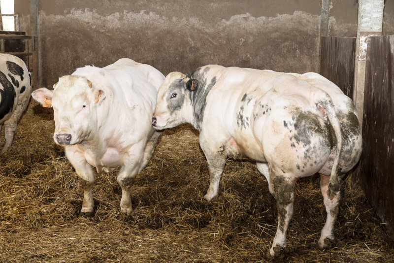 Hodowla bydła mięsnego to główny kierunek produkcji w gospodarstwie Vincenta Brouillarda, lecz nie najbardziej opłacalny.