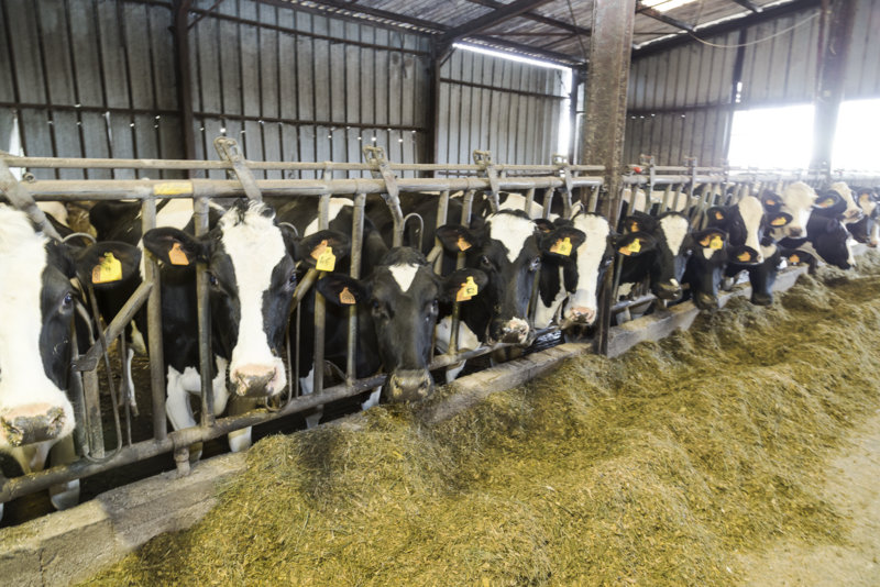 Dewizą Verdenala jest jakość mleka i zmniejszenie kosztów produkcji. Surowiec ma średnio 3,4% białka, 4,3% tłuszczu.