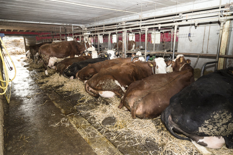Mleko pozyskiwane jest ze stada krów mlecznych skrzyżowanych z rasą biało-błekitną. Ich wydajność jest na poziomie 5-6 tys. l.