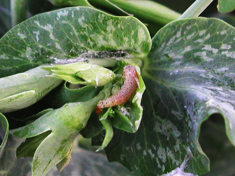 Zwójka poziomeczka – larwy motyli zasiedlają wierzchołki roślin przede wszystkim grochu, zwijają je i oplatają przędzą. 