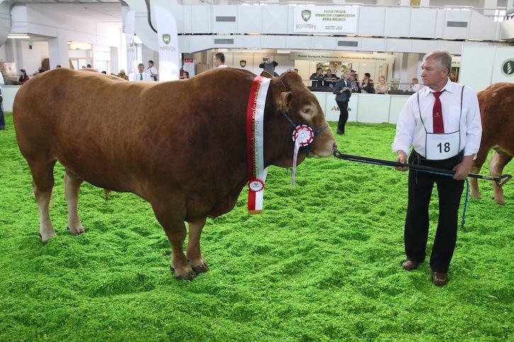Superczempion wystawy - buhaj Nylon z gospodarstwa Agro Provimi.