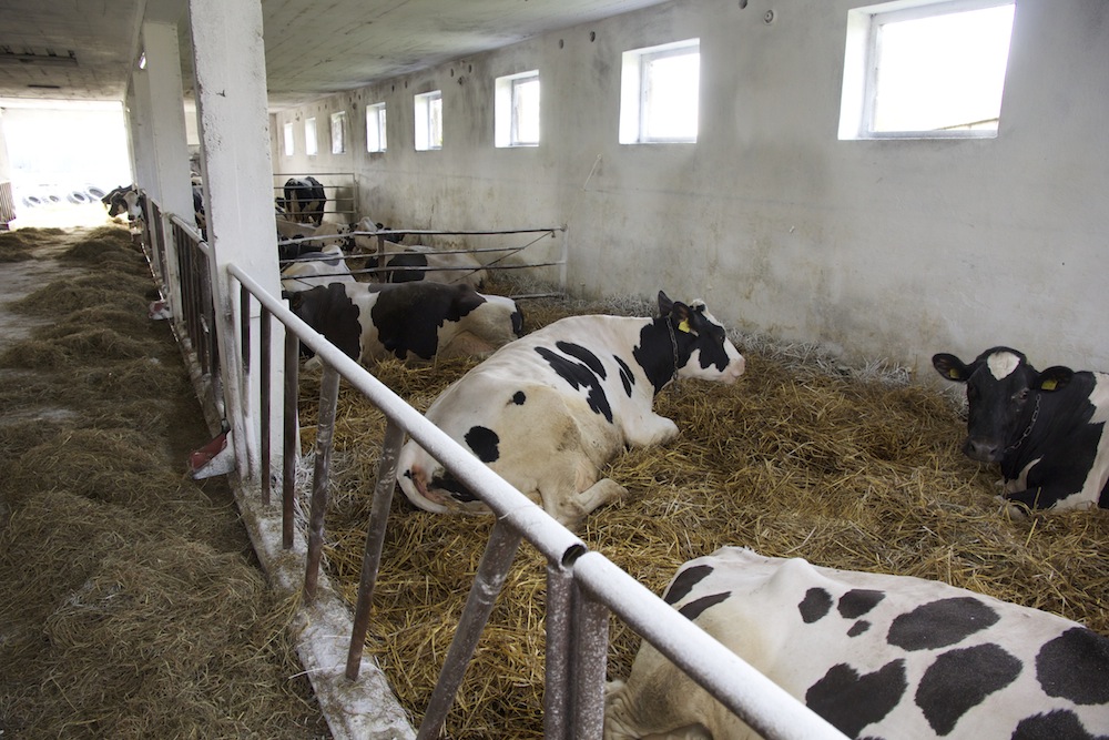Komfortowe warunki procentują znakomitą wydajnością. Czajkowscy uzyskują przeciętnie od jednej krowy w ciągu roku 12,5 tys. kg mleka.