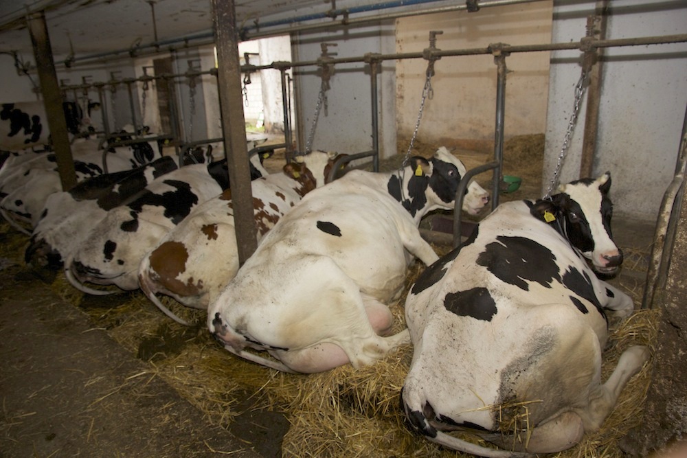 Obora Państwa Jaszczołtów z Twarogów Lackich. Dzięki ciężkiej pracy hodowcom udaje się uzyskać średnio 10,6 tys. kg mleka od krowy.