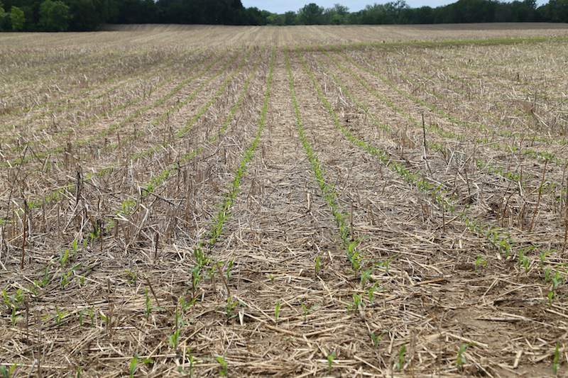 Kukurydza wysiana na polu z pozostawionymi resztkami roślin z międzyplonu. Szczegółowy skład w sierpniowym wydaniu top agrar Polska.