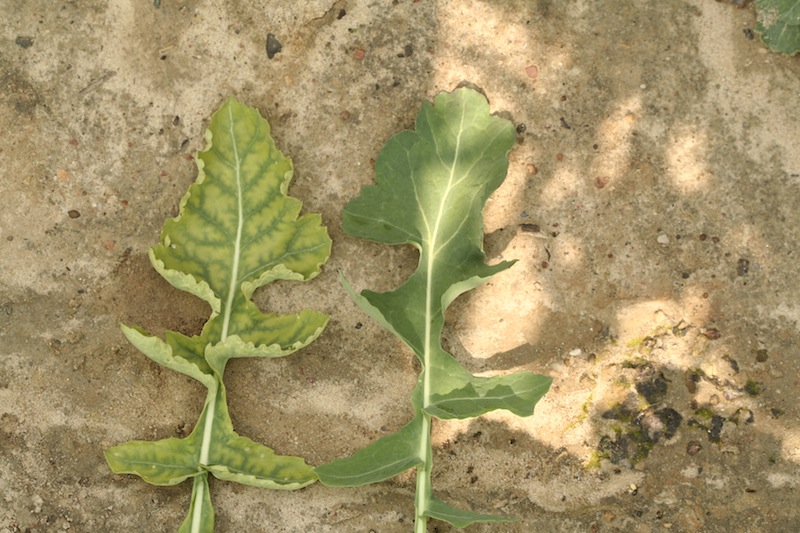Objawy niedoborów siarki na rzepaku - porównaie liścia z objawami (z lewej) i bez objawów (z prawej) (fot. Czubiński)