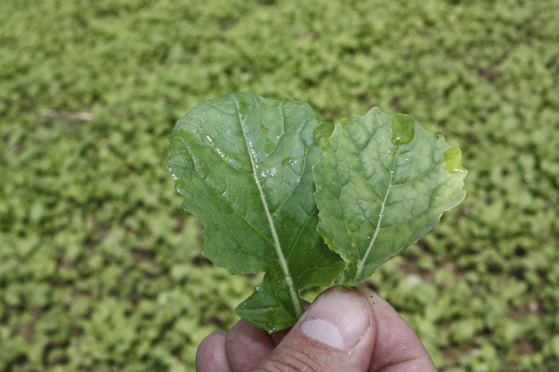 Objawy niedoborów siarki na rzepaku - liście młodych roślin (po prawej liść z objawami niedoborów) (fot. Czubiński)