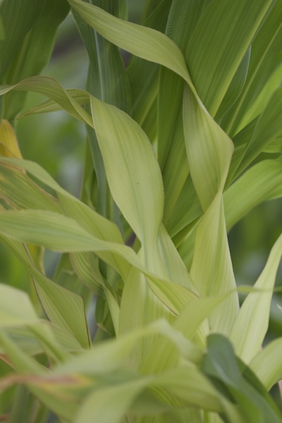 Objawy niedoborów siarki na lisciach kukurydzy (fot. Czubiński)