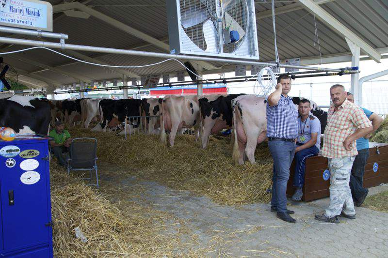 W trakcie Agro-Techu miała miejsce ogólnopolska wystawa bydła. 