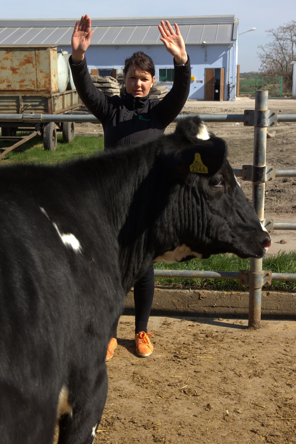 Galeria zdjęć do artykułu "Poskromić krowę". Krowę najlepiej zatrzymać podnosząc do góry ręce, przy jednocześnie rozsuniętych nogach i cichym pogwizdywaniu