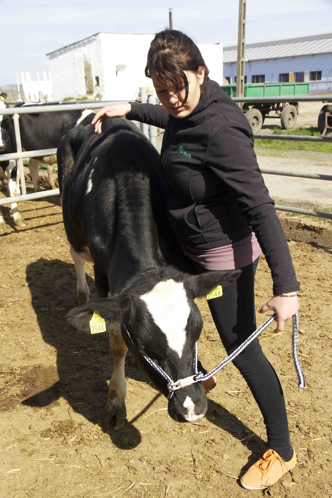 Żeby utrzymać krowę w miejscu warto na nią napierać kolanem w okolicy przedmostkowej i pachwinowej.