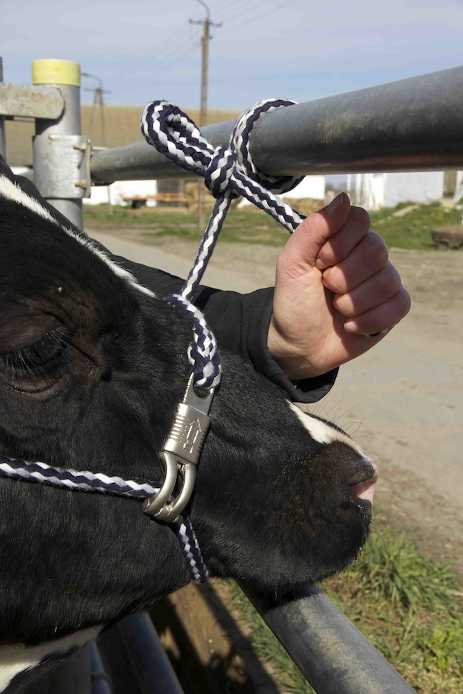 Bezpieczny węzeł dla bydła: zwierz uwalnia się jednym szybkim ruchem.