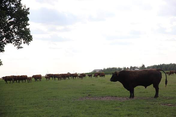 Buhaj Land przebywa z krowami na pastwisku od czerwca do końca roku, aby wycielenia przypadały w okolicy marca