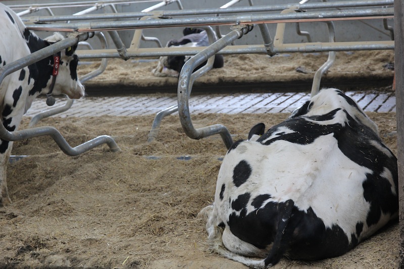 Krowy w okresie laktacji do dyspozycji mają boksy legowiskowe typu głębokiego wypełnione materacem ze słomy i wapna.