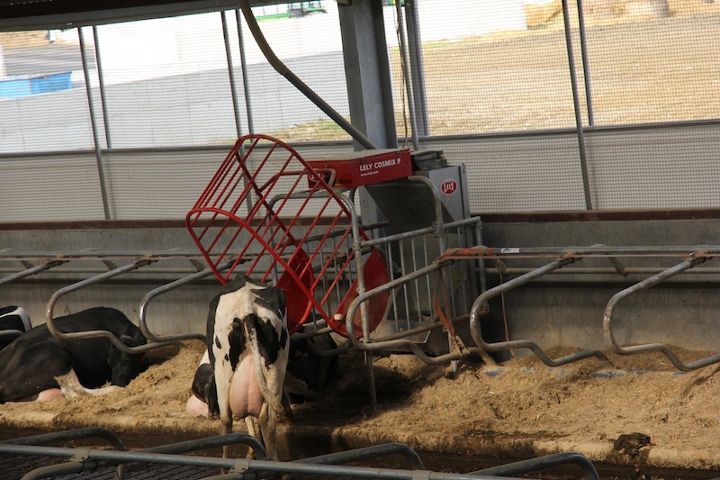 W części produkcyjnej obory przeznaczonej dla krów w kresie laktacji znajdują się stacje paszowe, z których korzystają mlecznice o bardzo wysokiej wydajności mlecznej. 