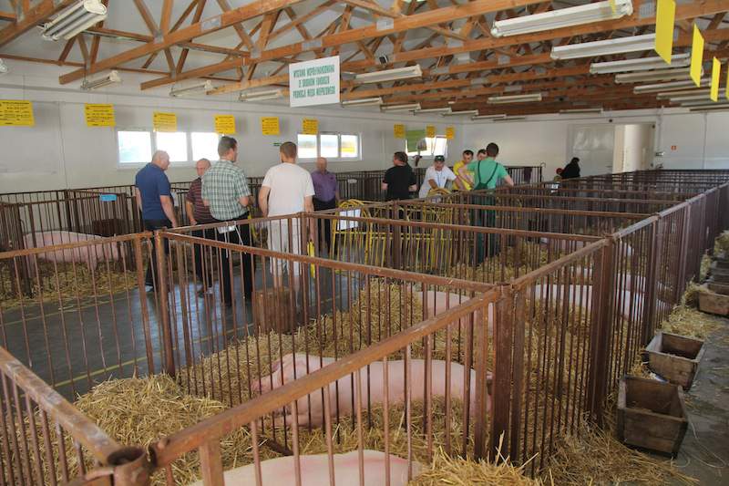 1.	Na XX Wystawie Zwierząt Hodowlanych do konkursu zgłoszono 52 świnie hodowlane.