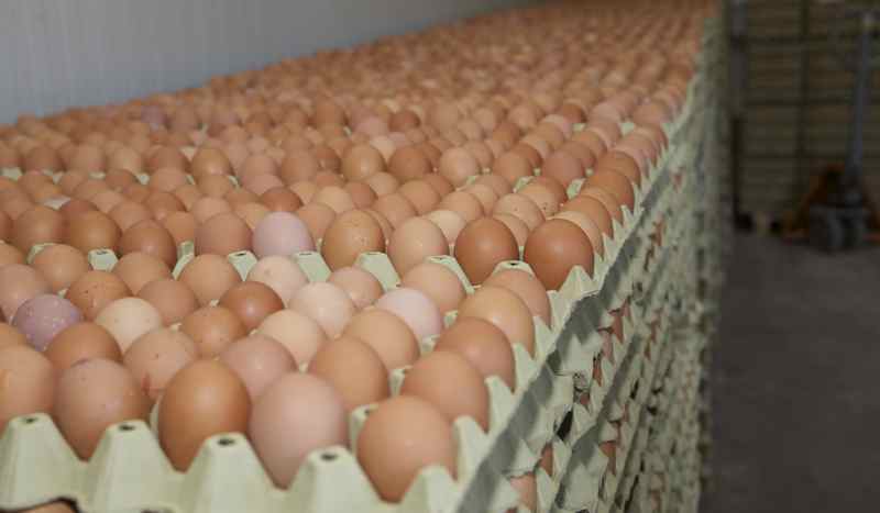 Celem produkcji jest uzyskanie jaj o brązowej skorupce.