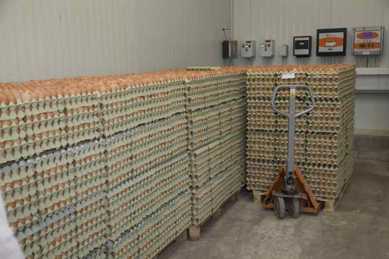 Nawet 115 mln jaj rocznie produkowanych jest w kurzej fermie w Szerencs.