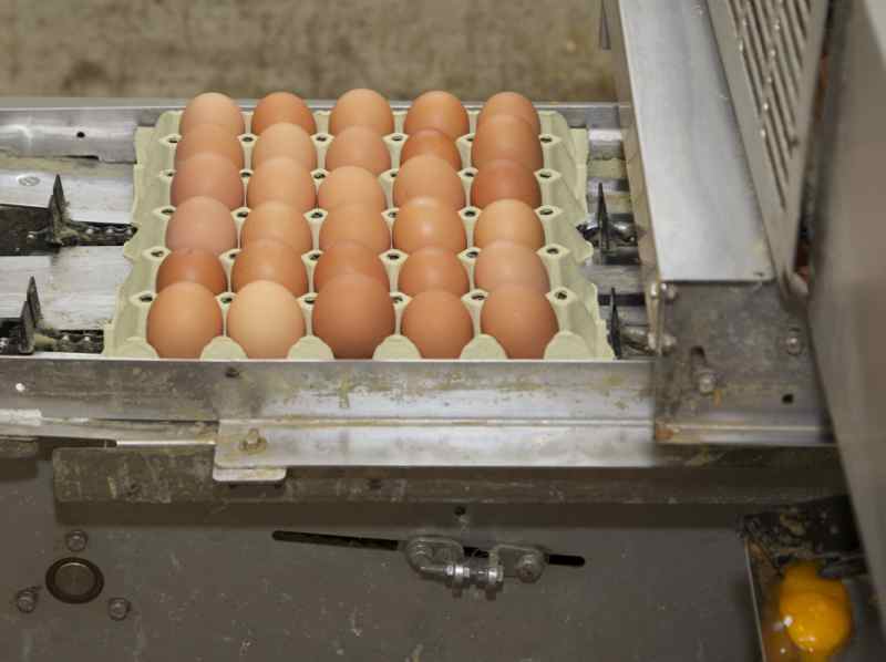 Automat co godzinę może zebrać 24 tys. jaj z dwóch kurników.