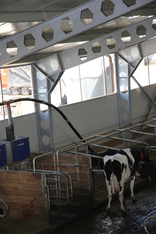 Krowy o bardzo wysokiej wydajności mlecznej są dokarmiane w dwóch stacjach paszowych. 