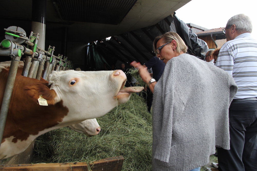Krowy są żywione wyłącznie sianem lub trawą latem. W dniu naszej wizyty dostały siano, bo za bardzo padało na skoszenie trawy.