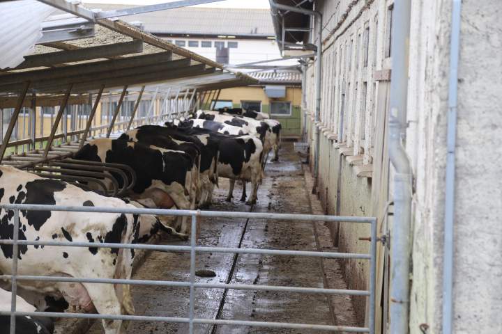 Wszystkie krowy utrzymywane są w systemie wolnostanowiskowym. Część starych obiektów w przyszłym roku zastąpią nowe.