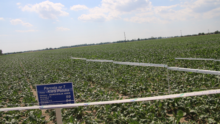Stan plantacji buraków cukrowych na polach w Trzciance.