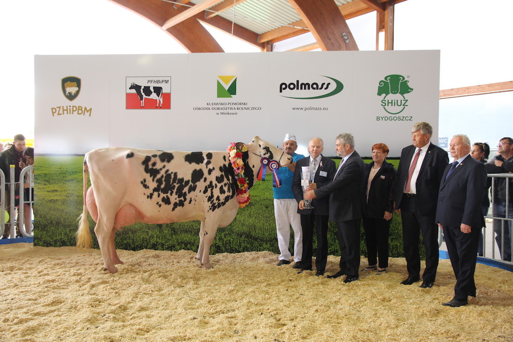 superczempion w kategorii krów – krowa w III laktacji ze SK w Dobrzyniewie