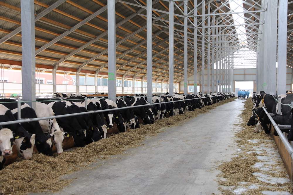 Obory są wyjątkowo wysokie na 14 m w kalenicy co stwarza komfortową kubaturę dla krów.
