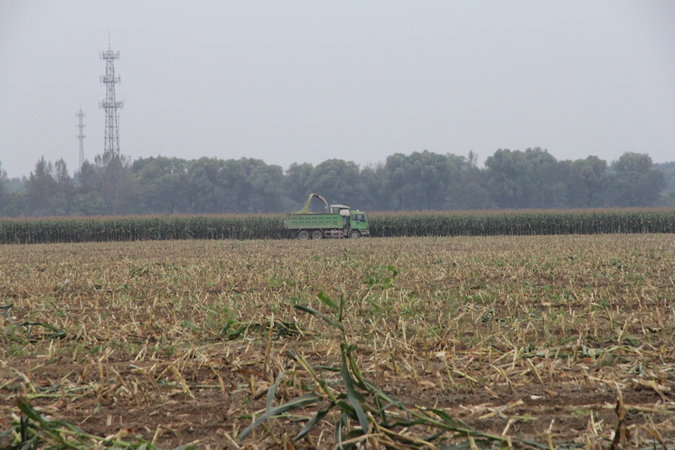 Sprawny zbiór kukurydzy w Chinach. To najlepszy sprzęt pracujący, jaki udało nam się zaobserwować na polach.