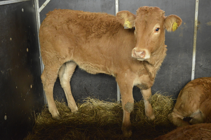 Na aukcji wystawiono 124 sztuki bydła w wieku do 12 miesięcy – jałówki i buhajki. W kojcach było od 2 do 6 sztuk bydła.