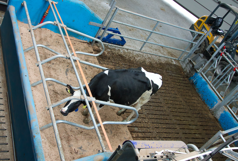 Do izolatki trafiają krowy podejrzane – chore lub w rui, te które trzeba dokładniej obserwować