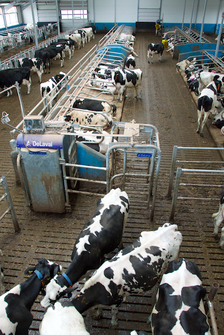Do sektora legowiskowego krowy mogą dostać się jedynie przez inteligentną bramkę selekcyjną.