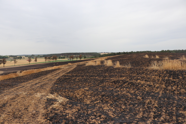W ogromnym pożarze pod Gostyniem w sumie spłonęło 170 ha, w tym zboża na pniu oraz ścierniska.