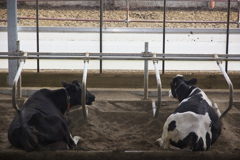 Przyścienne boksy legowiskowe o długości 2,6 m zapewniają dostateczną ilość miejsca do wygodnego wstawania i kładzenia się krów. 	